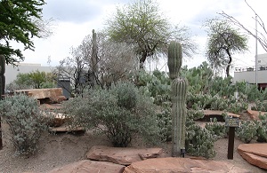 Take a break from the turmoil of NAB at the nearby Xeric Gardens of UNLV, where cactus and native animals thrive